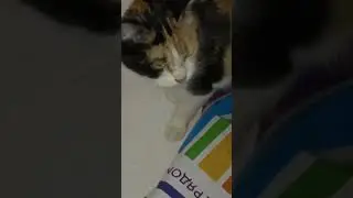 Муся кошка и яблочные плодушки с вишней