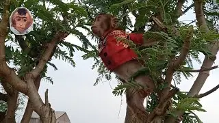 Miki monkey climbing a tree looks very happy #mokimonkey #babymonkey #cutemonkey