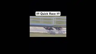 Great greyhound race #Shorts #FYP #GoViral #DogRace