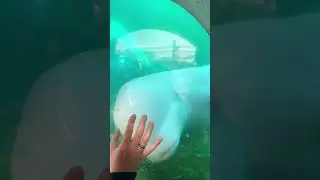 【シロイルカ】BELUGA • JAPAN 2021, Tokyo 2021, SEA PARADISE 
