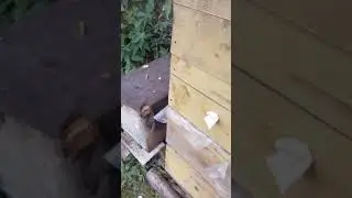 ос больше чем пчел