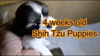 4 Weeks old Shih Tzu Puppies