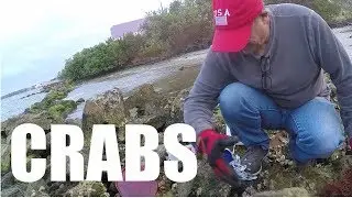 Up close Look,  Difference Between Mud and Stone Crabs  For Bait