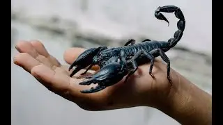 Əqrəblər Haqqında Maraqlı Məlumatlar