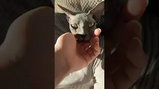#sphynx Тэфи требует 🛁! Смотрите, какие выросли усики и бровки) #hairlesscat #cute #shortsvideo
