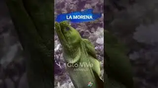 Los Leptocéfalos
