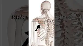 The Infraspinatus Muscle