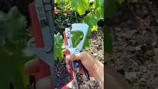 Новости с дачи, тапенер для обвязки растений  #дача #германия #жизньвгермании