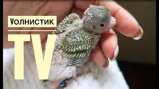 Очень милый птенец волнистого попугая. Нам 12 дней! Пух на жопе и ГЛАВНОЕ - ХВОСТ!
