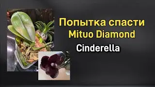 Кривые руки чуть не загубили редкую орхидею!🥹😡