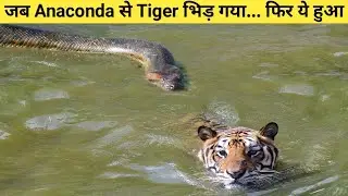 10 ऐसे जानवर जिन्होंने गलत जानवर से पंगा ले लिया | Animals messed with wrong opponent