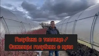 Голубика в Теплице / Маточник / Саженцы / УП 