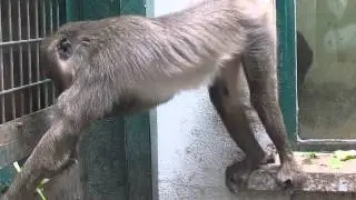 A monkey eats vegetables and fruits at Saint Martin La Plaine Zoologic park (France)