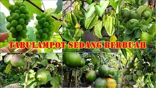 MELIHAT PERKEMBANGAN TABULAMPOT SUDAH BERBUAH - BERBAGAI JERUK, KEDONDONG, BELIMBING, ARA, ANGGUR