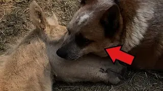After the loss of his mother, the foal did not eat and did not get up, YOU WILL NOT BELIEVE who save
