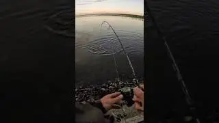 хорошая щука на ультралайт #ультралайт #рыбалка #fishing #спиннинг #щука #pike #баренцевоморе