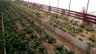 Выращивание клубники в теплице 26.03.2015