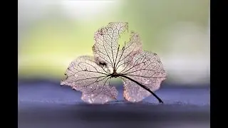Late Autumn / Autumn Strong - Dimash Kudaibergen