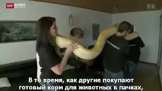 Тигровый питон в моей квартире