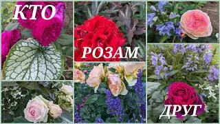 СПУТНИКИ ДЛЯ РОЗ В МОЁМ САДУ.🌹🌵 Вылазка в сад!