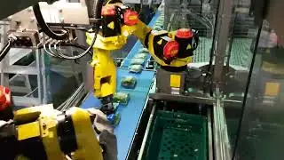 LAN Handling - Vacuum Case Packing Green Bean Packs