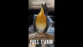 Masteran Tledekan Gunung Gacor: Suara Burung Berkualitas untuk Latihan Terbaik FULL 1 JAM | CAT TV