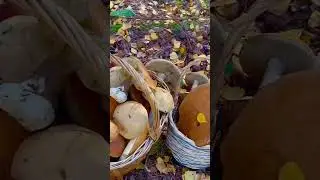 Грибник СОШЁЛ С УМА! Гриб ДРОБОВИК! Грибники ОШАРАШЕНЫ! Полные КОРЗИНЫ ГРИБОВ!