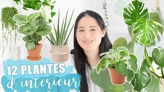 12 PLANTES À AVOIR !!!