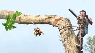 Extreme Way Filipino Lumberjack Cuts Down Giant Trees
