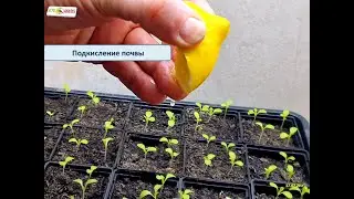 Подкисление почвы