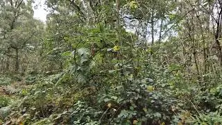 More views of the woodland