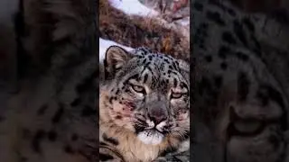 Snow leopard yawns