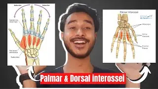 Palmar interossei muscles of hand | Dorsal interossei muscles of hand | intrinsic muscles of hand