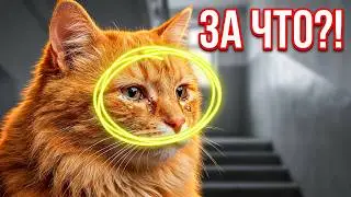 Rescue of a ginger cat. The cat is looking for a home / SANI vlog