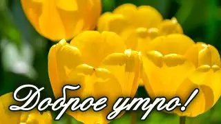 🌷ПОЖЕЛАНИЕ НА ВЕСЬ ДЕНЬ🌷 С Добрым Утром Хорошего Дня. Доброе Утро! СТИХ
