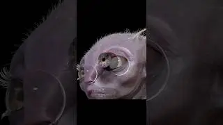 Learn how to make realistic characters in Houdini, ZBrush, Maya 