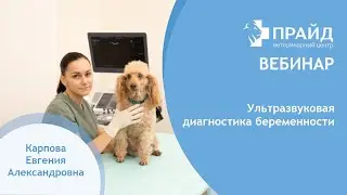 Ultrasound diagnostics of pregnancy in animals