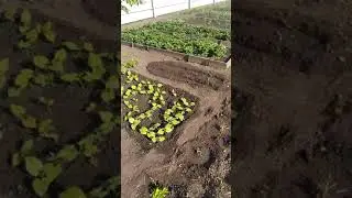 Дачный карантин