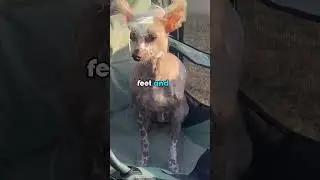 3 strangest dog breeds 