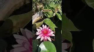 Nilüfer tekrar açmaya başladı. #nilüfer