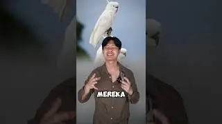 Why Can Parrots & Cockatoos Talk Like Humans?