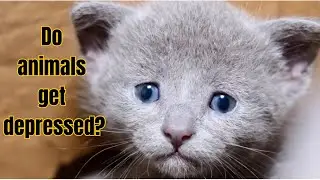 Do Animals Get Depressed? 🐾 | Explore the Emotional World of Our Furry Friends!