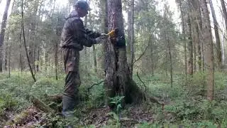 Зарабатываем деньги на сборе чаги.Доход в деревне.