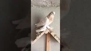Тбилисский  лимонка