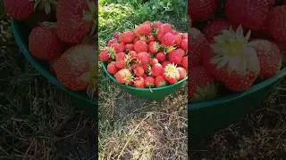 Пора клубнику сажать.
