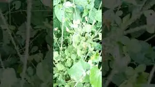 যৌন রোগের চিকিৎসা আফাং গাছের ঔষধের গুনাগুণ সম্পর্কে শিক্ষা