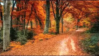 Magical colors of autumn with relaxing music - foliage, autumn landscapes