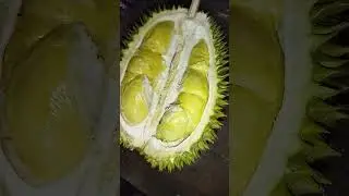 DURIAN ORANYE sudah JATOH lg tapi Pecahh!! #durianusantara #durianindonesia