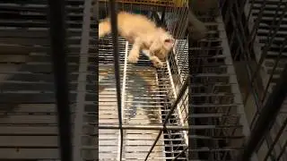 Please don’t make noise, a baby cat is sleeping #shorts #shortvideo #cute #cutecat