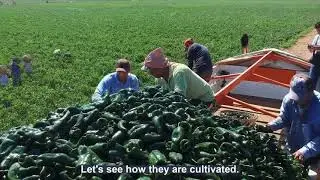 Green chili papper farming and harvest and proccesing in factory//#chili #farming #machine